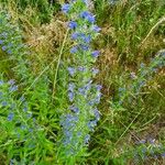 Echium vulgareBlomst