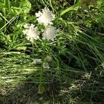 Oenanthe fistulosa Blüte