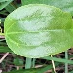 Smilax anceps برگ