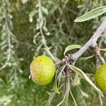 Pyrus salicifolia Owoc