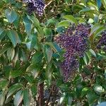 Ligustrum lucidum عادت داشتن