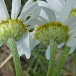 Tanacetum corymbosum Flower