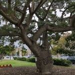 Ceiba insignis Corteza