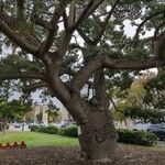 Ceiba insignis Bark