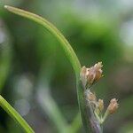 Coleanthus subtilis Fruit