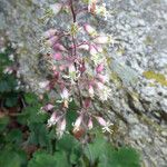 Heuchera rubescens Celota