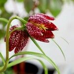 Fritillaria meleagris ফুল