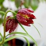 Fritillaria meleagris Kvet