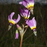 Primula clevelandii Blomst