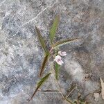 Aeschynomene americana 整株植物