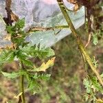 Rorippa palustris Yaprak