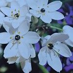 Ornithogalum arabicum Flower