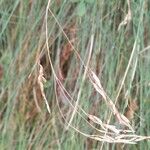 Festuca flavescens Flor