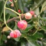 Euonymus japonicus Fruit