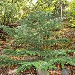 Abies nebrodensis Alia