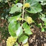 Alternanthera pungens पत्ता