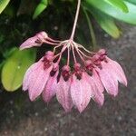 Bulbophyllum longiflorum Květ