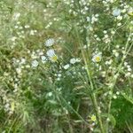 Erigeron strigosusFlower