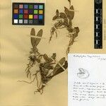 Bulbophyllum tampoketsense Otro