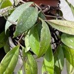 Hoya lacunosa Leaf
