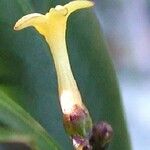 Alstonia deplanchei Fruit