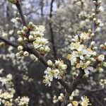 Prunus spinosa Floare