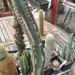 Cereus hildmannianus Pokrój