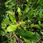 Crepis aurea Blatt