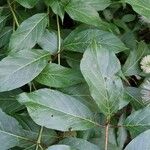 Cephalanthus occidentalis Folla