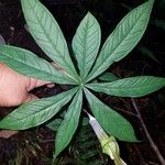 Arisaema polyphyllum Листок