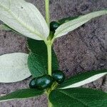 Fadogia triphylla Fruto