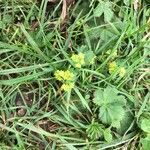 Alchemilla filicaulis ശീലം