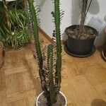 Euphorbia trigona Лист
