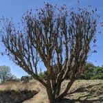 Erythrina lysistemon Egyéb