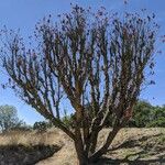 Erythrina lysistemon Інше