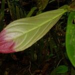 Columnea maculata