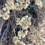 Helichrysum stoechasBlomst