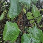 Actinidia deliciosa Hoja