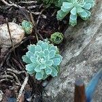 Saxifraga paniculata Blad