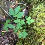 Ranunculus recurvatus Leaf