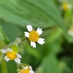 Galinsoga quadriradiata Flors