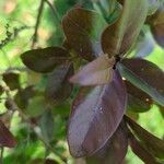 Lagerstroemia speciosa Leaf