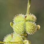 Cynoglossum dioscoridis Frutto