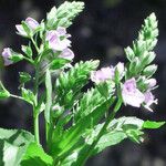 Veronica anagallis-aquatica Flower