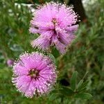 Melaleuca paludicola