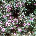 Mirabilis multiflora Хабит