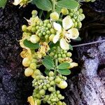 Cassia fistula Virág