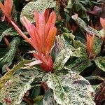 Photinia serratifolia Blatt