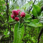 Malus pumila 花