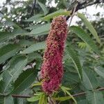 Rhus typhina Blüte